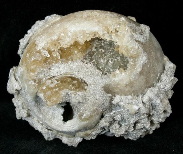 Partial Fossil Whelk With Golden Calcite Crystals - #14705